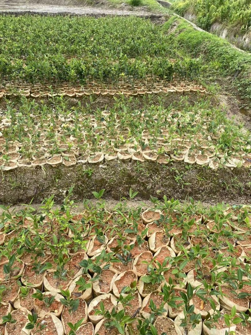 湖南湘林长林油茶苗，货量充足，品质保证，可视频看货