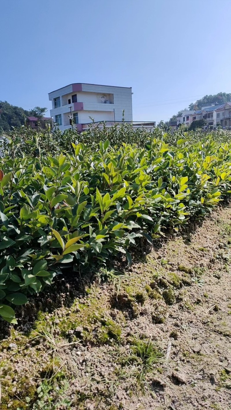 湖南湘林长林油茶苗，货量充足，品质保证，可视频看货