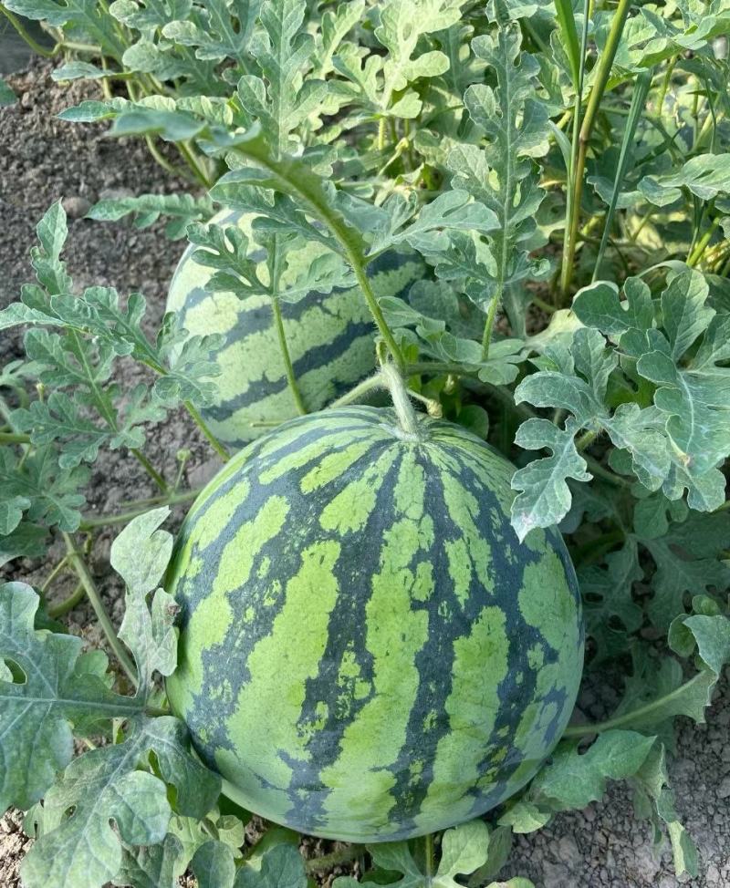 云南版纳美都西瓜，无籽西瓜，大量供应，皮薄肉厚，梦中甜蜜