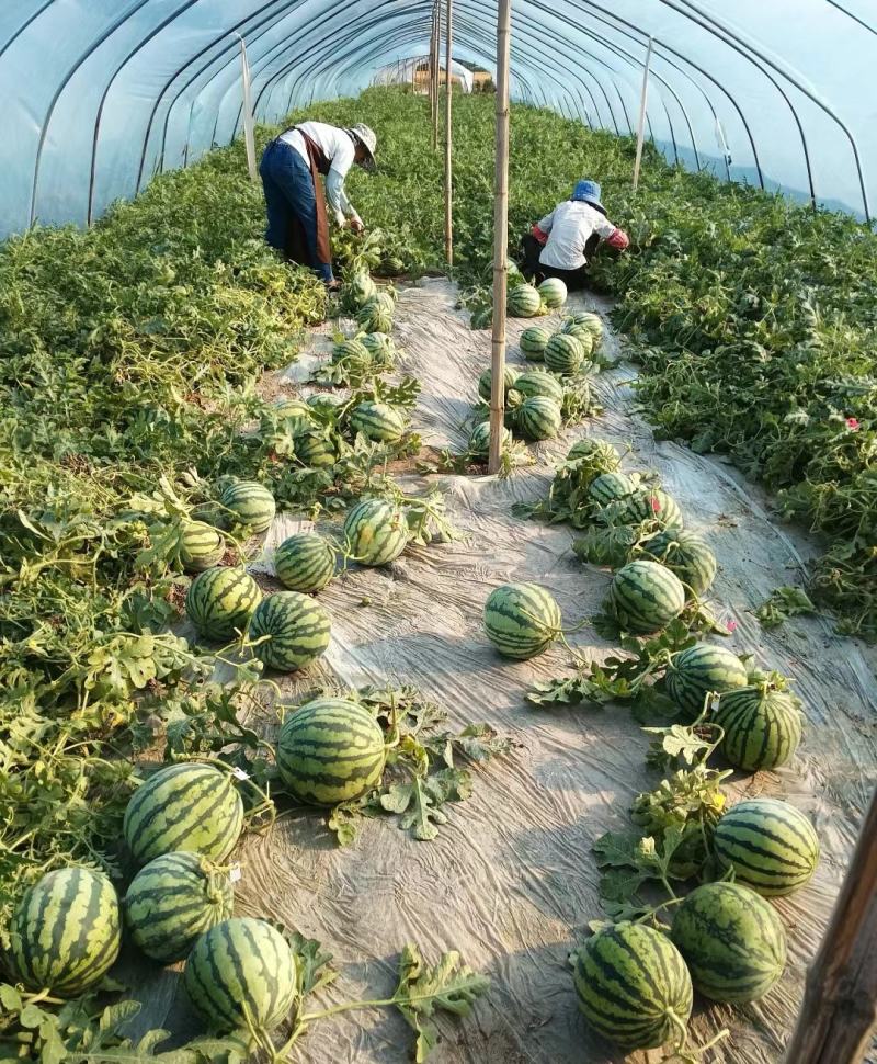 云南版纳美都西瓜，无籽西瓜，大量供应，皮薄肉厚，梦中甜蜜