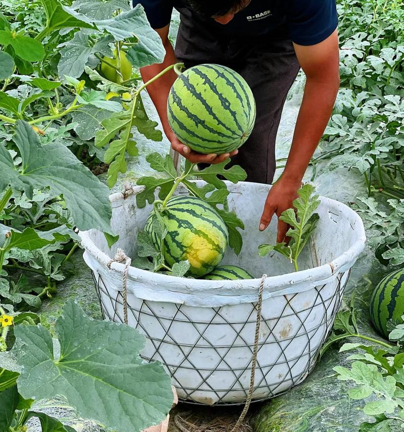云南版纳美都西瓜，无籽西瓜，大量供应，皮薄肉厚，梦中甜蜜