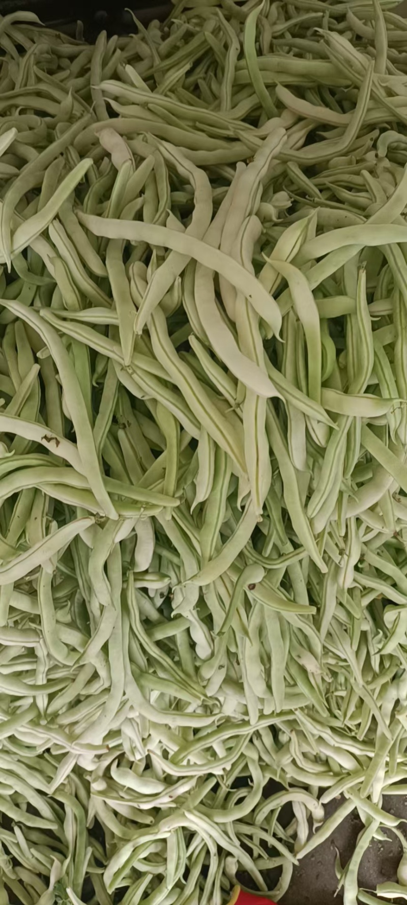 白不老四季豆，颜色好没有虫眼，老嫩合适产地直销