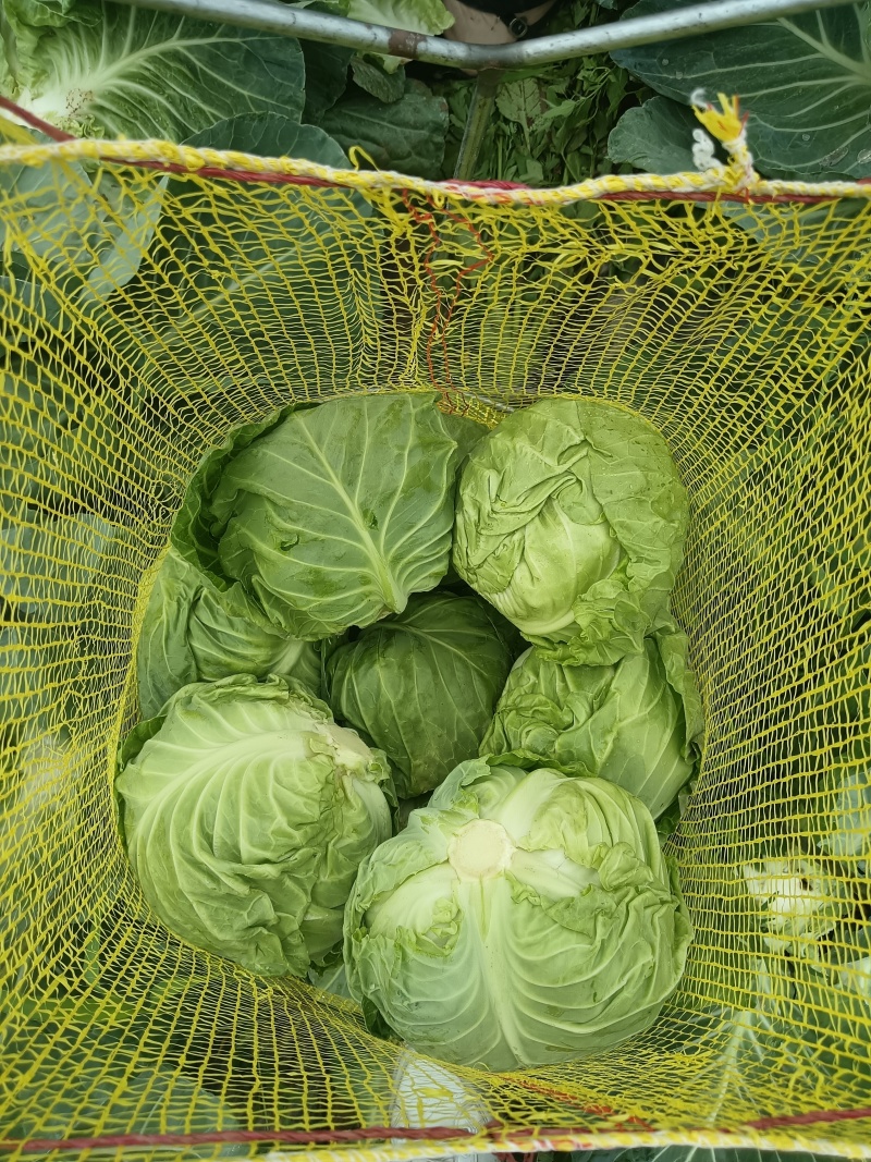基地甘蓝，一手货源，质量保证，欢迎采购