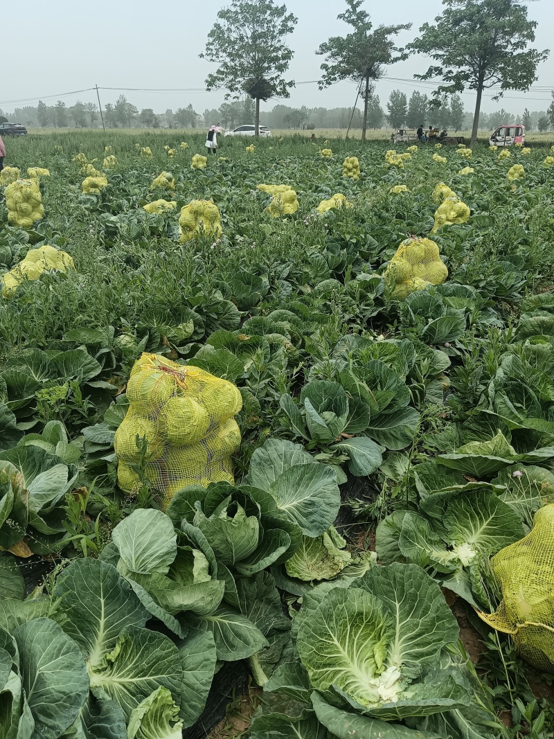基地甘蓝，一手货源，质量保证，欢迎采购