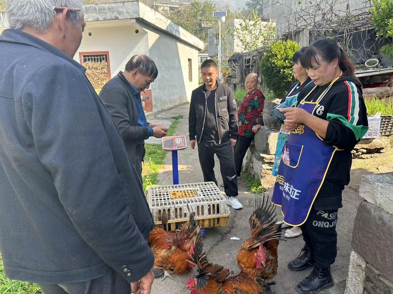 农村土鸡