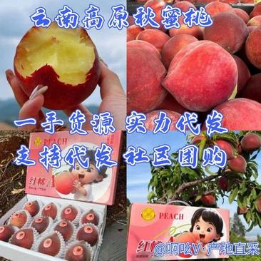 云南高原金秋红蜜桃，秋桃，冬桃，千亩基地一手货原，脆甜