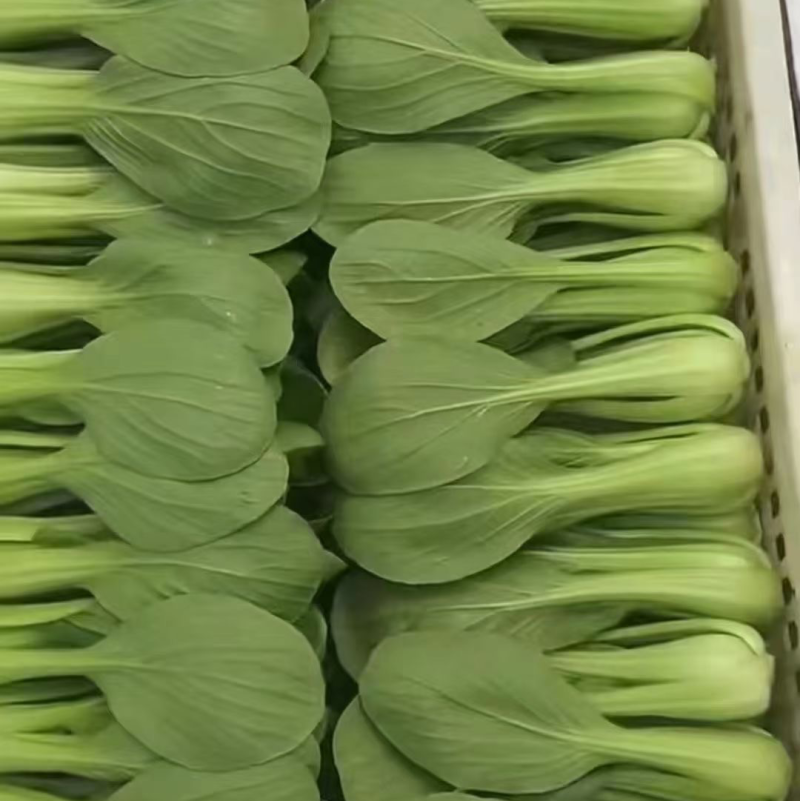 油菜上海青小油菜产地一手货源品质保证实常年供应