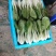 快菜奶白菜小白菜，产地直供，质量保证，欢迎咨询