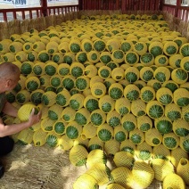 西瓜/无籽小吊瓜/手撕瓜小糖丸/2k产地直销大量现货