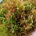 野生金银花，支持视频看货，烘干人工采摘，质量保证