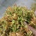 野生金银花，支持视频看货，烘干人工采摘，质量保证