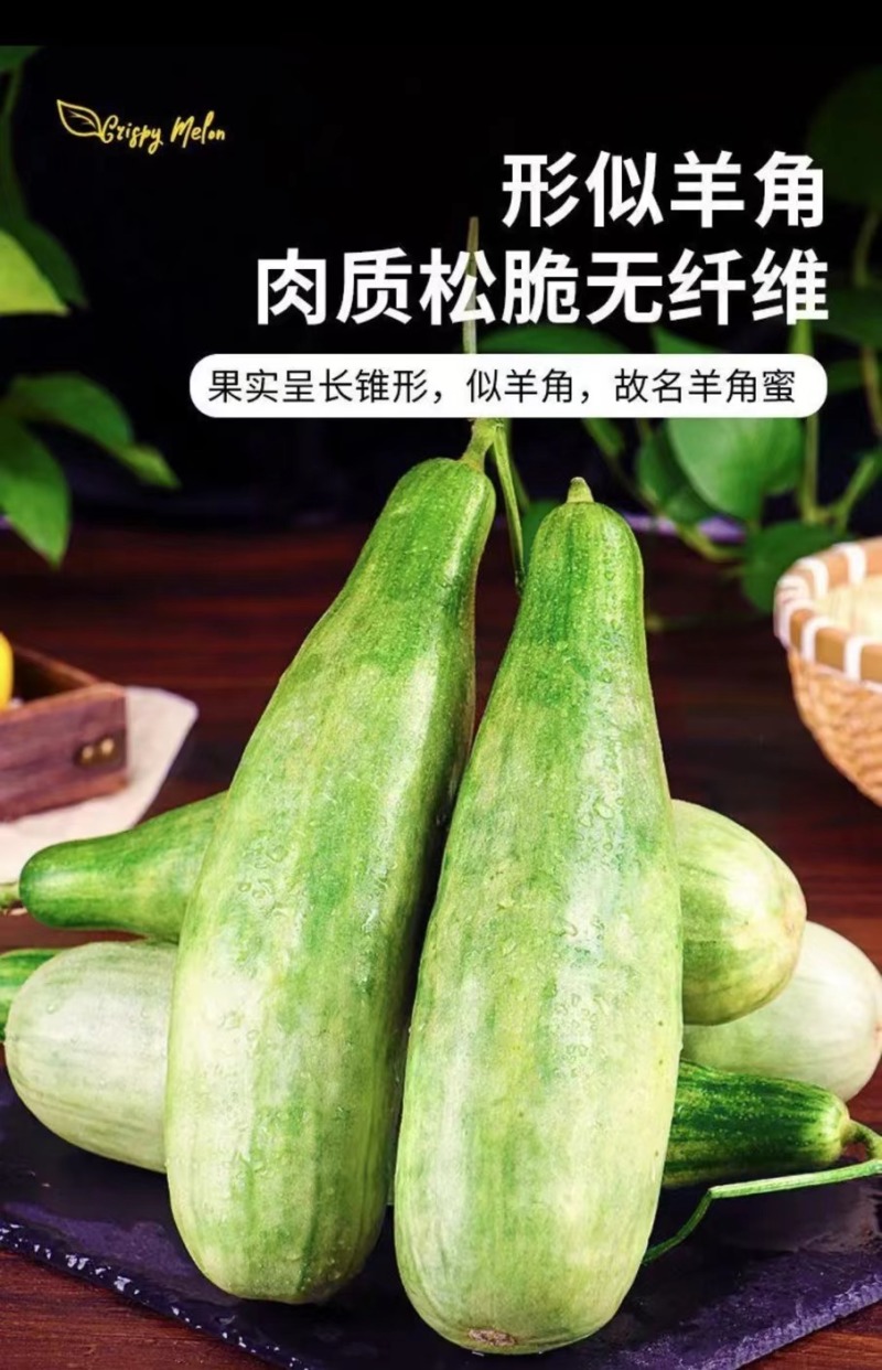 羊角蜜甜瓜现大批量上市中产地直供大量有货欢迎电话洽谈