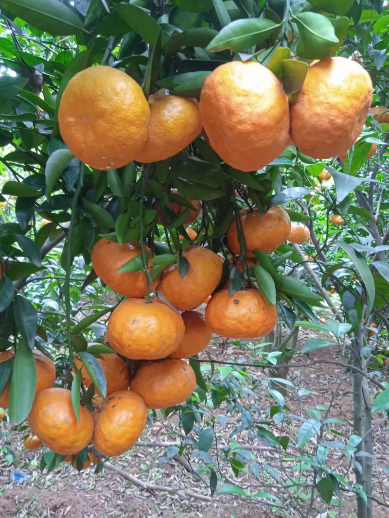 三月红，默科特甜度高水分足，果面一般