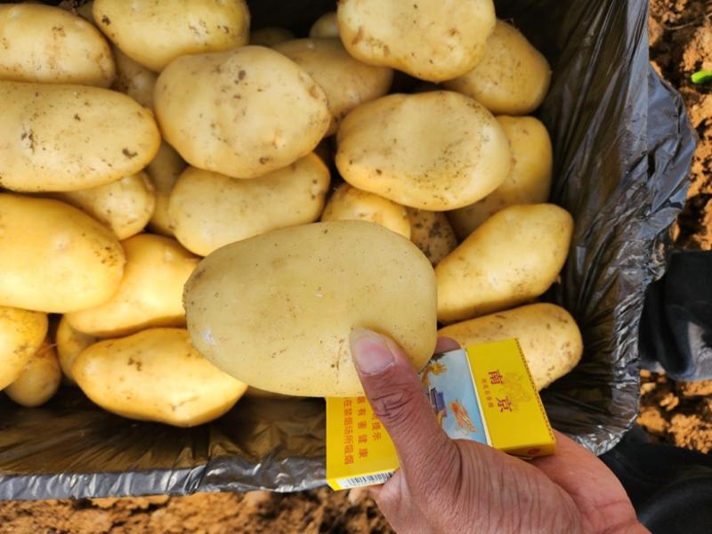 郯城土豆山东荷兰十五土豆大量供应现挖现发品质保证