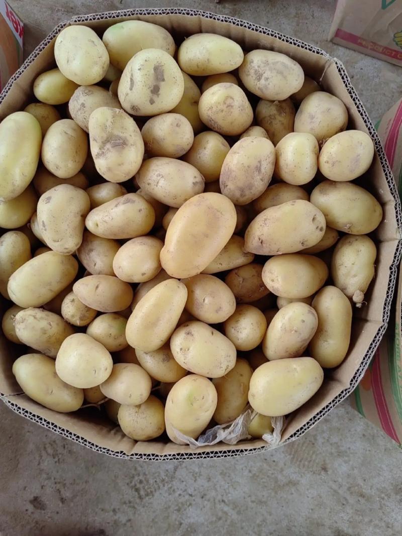 郯城土豆山东荷兰十五土豆大量供应现挖现发品质保证