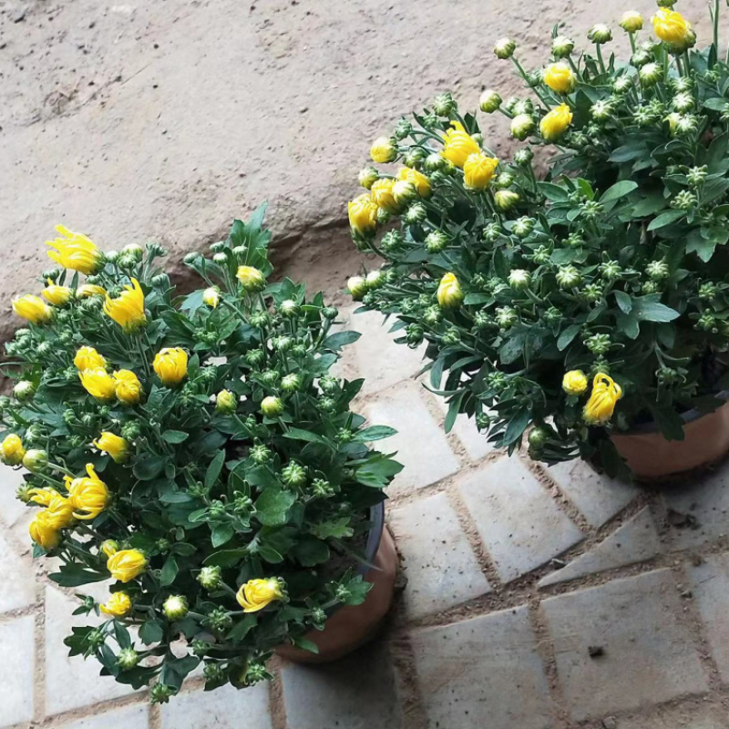 国庆菊