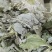 无根淫羊藿，颜色青。品质如金，诚信为本。