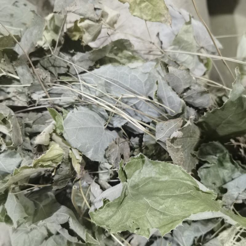 无根淫羊藿，颜色青。品质如金，诚信为本。