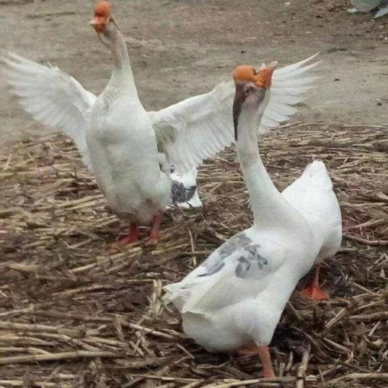 狮头鹅
