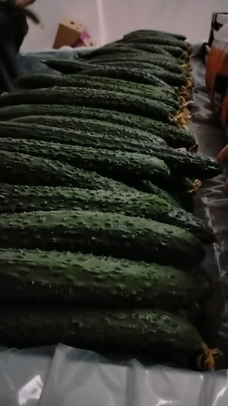 黄瓜大量有货要的联系
