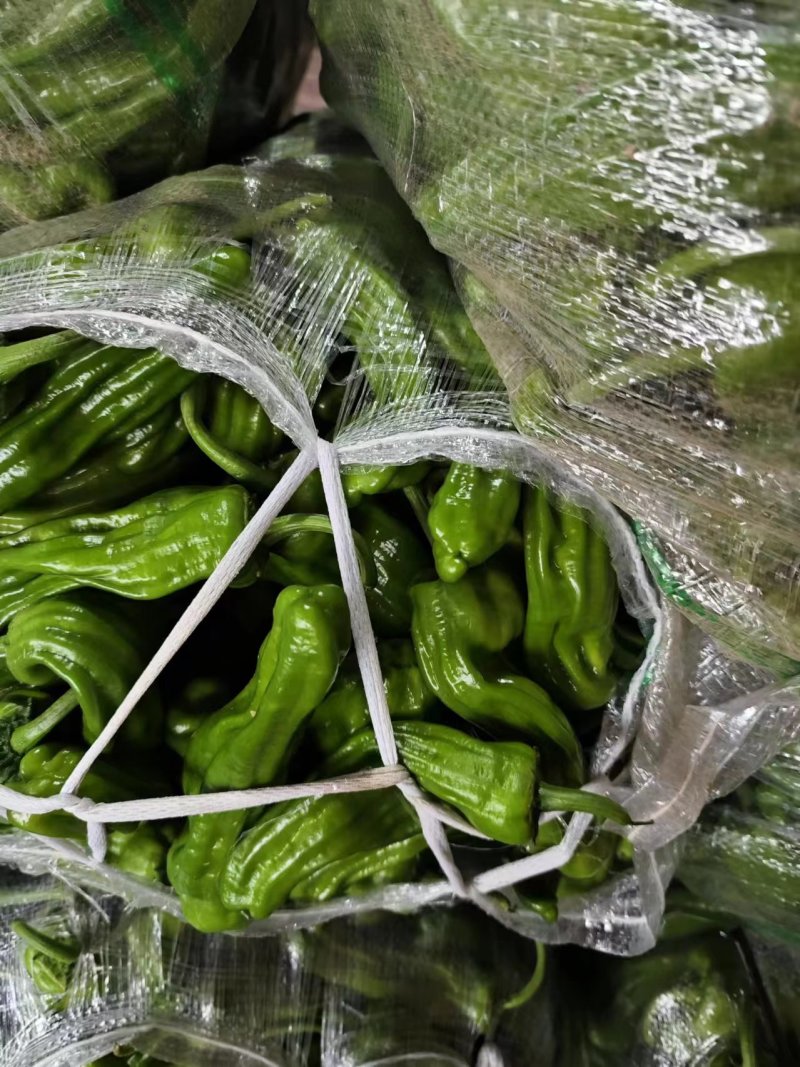 湖北精品薄皮青椒