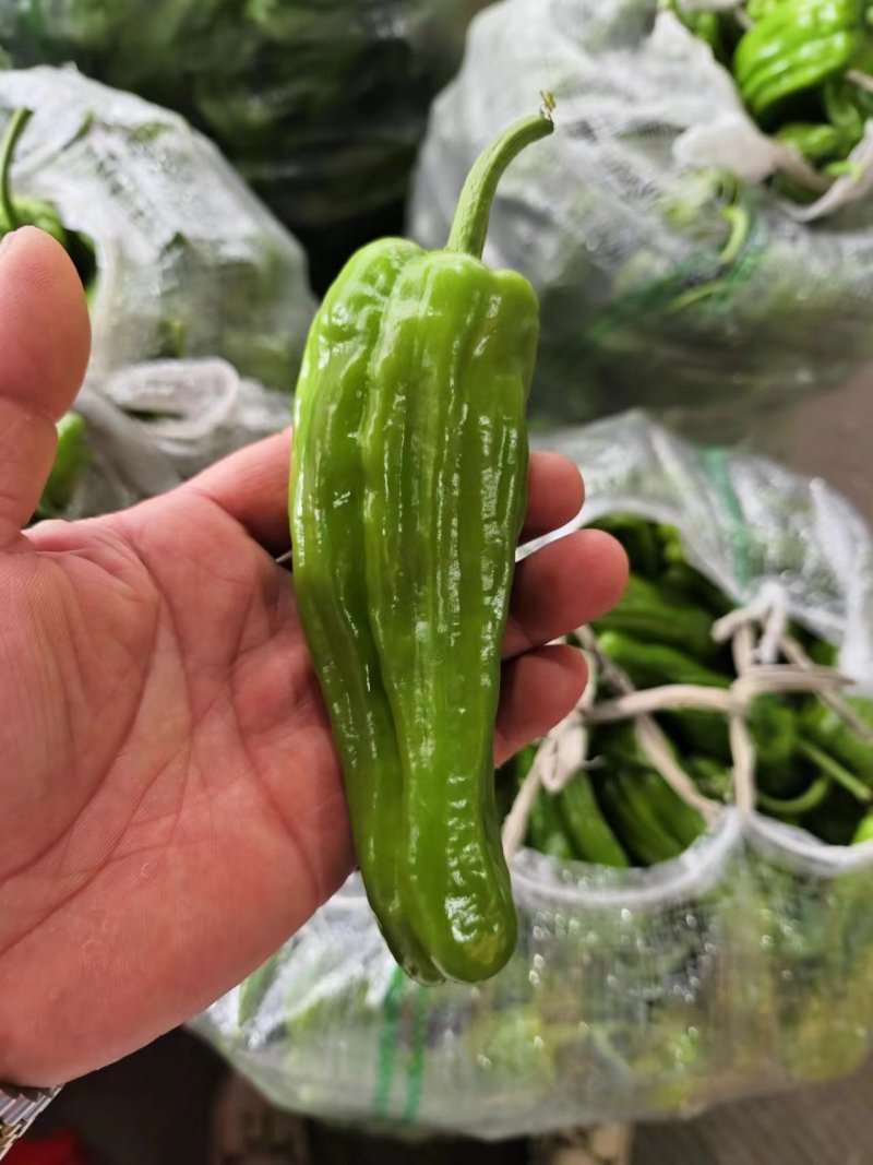 湖北精品薄皮青椒