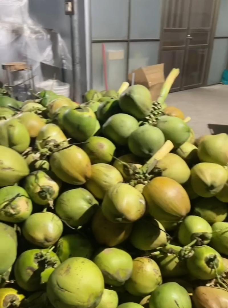 椰子海南椰子椰青产地直发量大从优保质保量代发全国