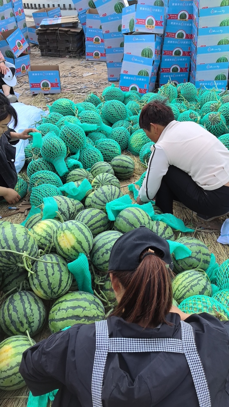 夏邑美都西瓜大量上市中，实力供应现摘现发大量接单欢迎来电