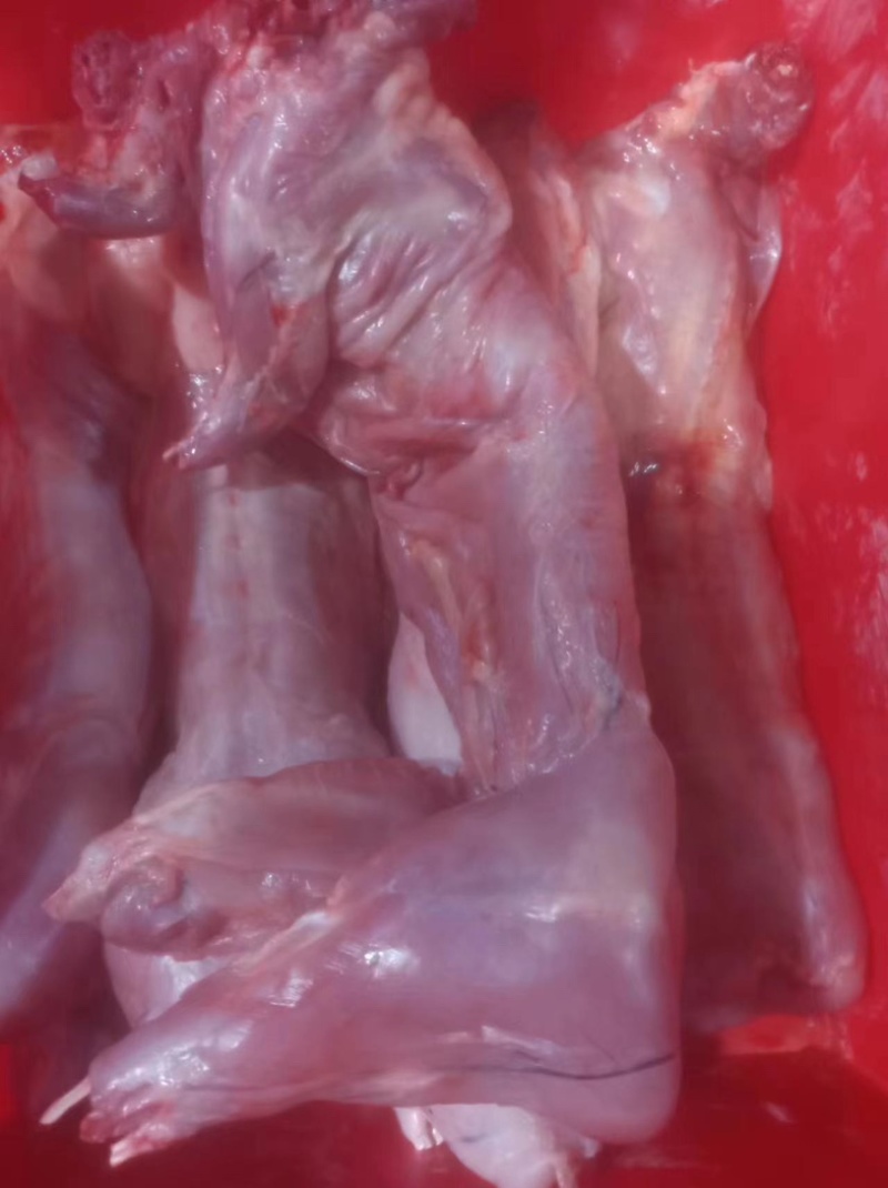 新鲜剥皮速冻兔肉，大量有货，欢迎咨询采购