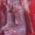 新鲜剥皮速冻兔肉，大量有货，欢迎咨询采购