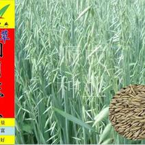 进口饲用燕麦种子优质饲用燕麦种子牧草种节