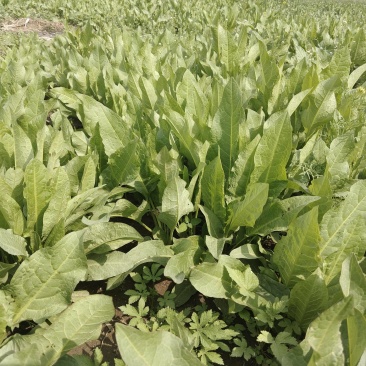 食叶草鲜草，可供百吨