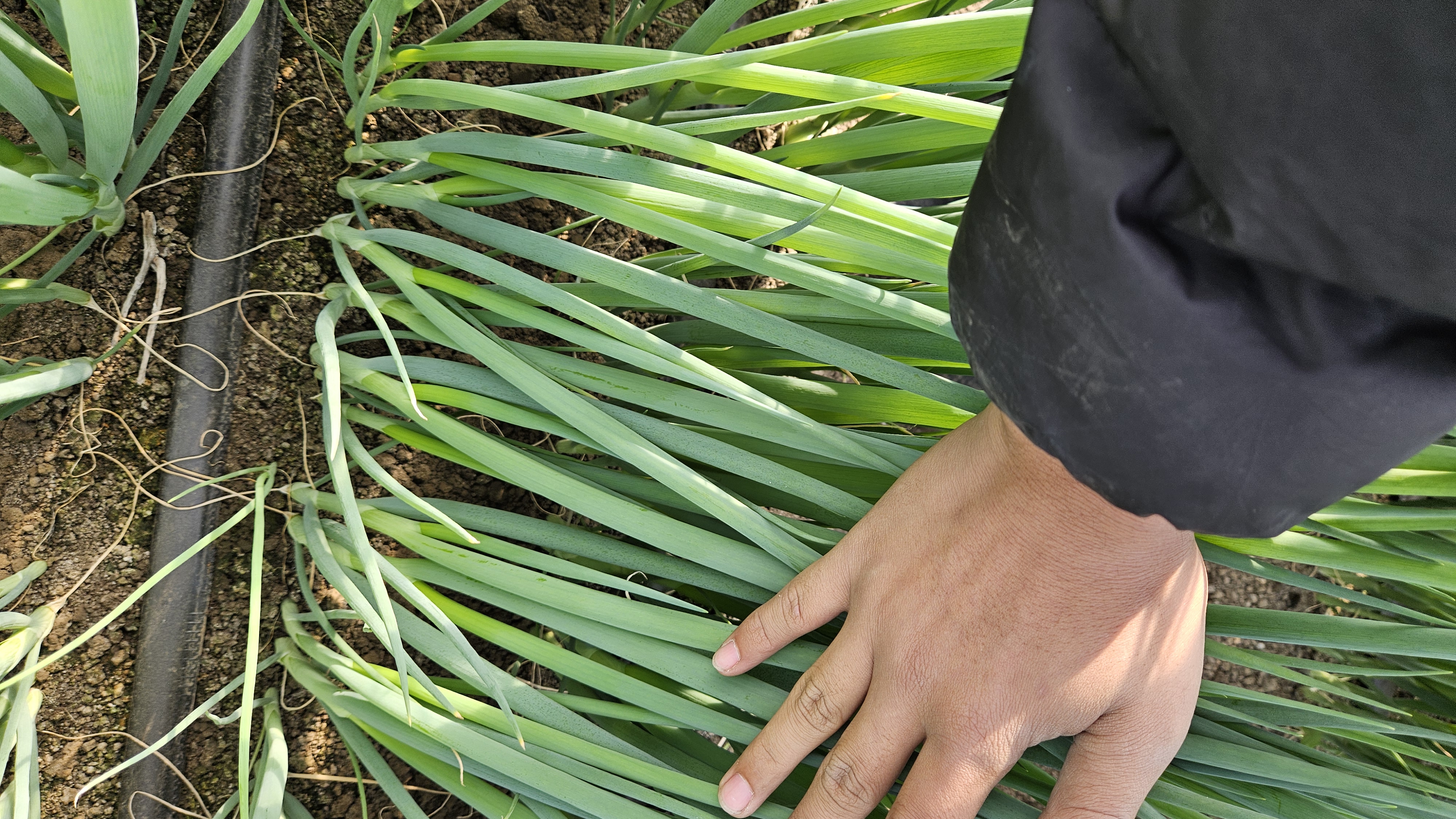 展示小葱缺氮、缺钾、缺铁的不同表现症状 小葱缺素症状图