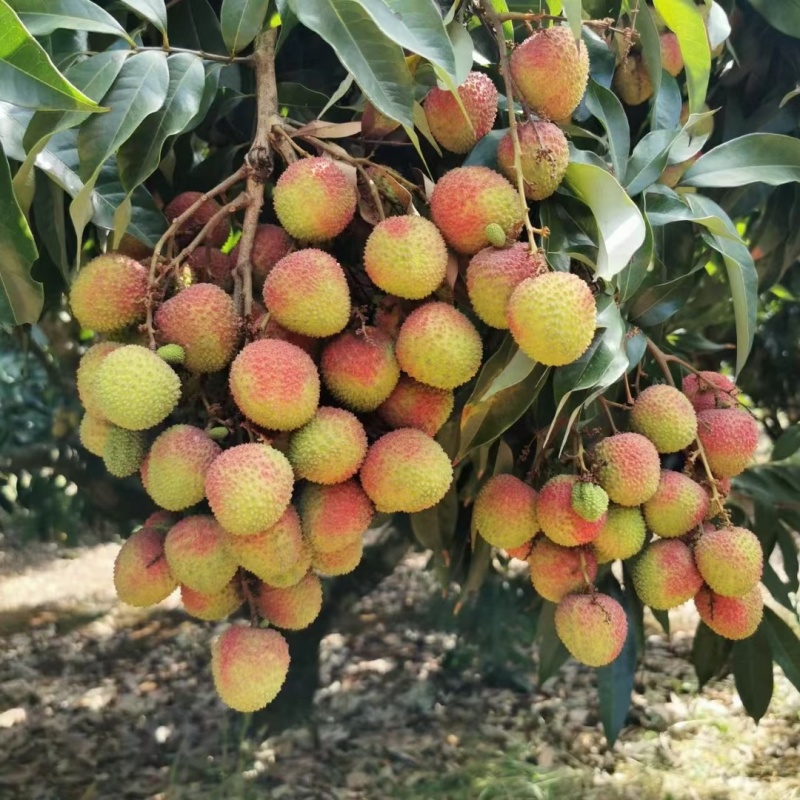妃子笑荔枝大量上市阳西县丰茂种养专业合作