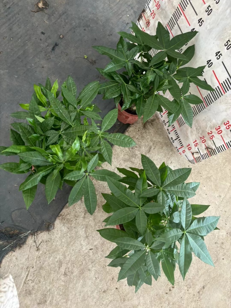250A级矮胖单头发财树，冠幅大，17元，一件15盆