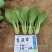 夏波帝夏秋季青梗菜种子抗热翠绿发亮青菜种籽耐高温耐湿四季菜籽