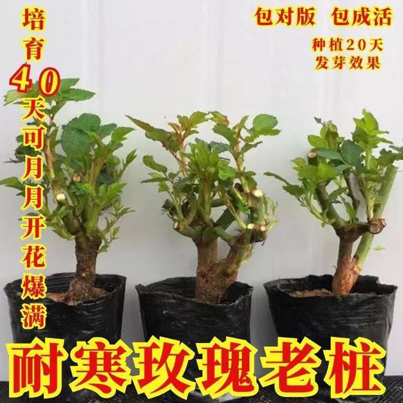 正宗月季花苗老桩大花盆栽浓香型月季花南北都适宜耐寒