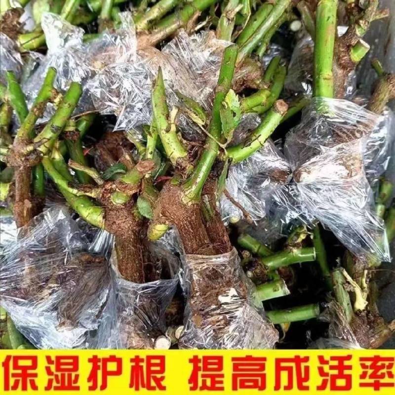正宗月季花苗老桩大花盆栽浓香型月季花南北都适宜耐寒