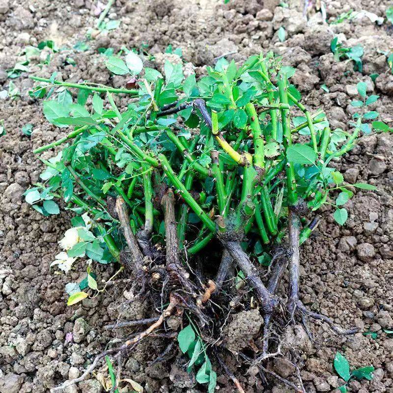 正宗月季花苗老桩大花盆栽浓香型月季花南北都适宜耐寒