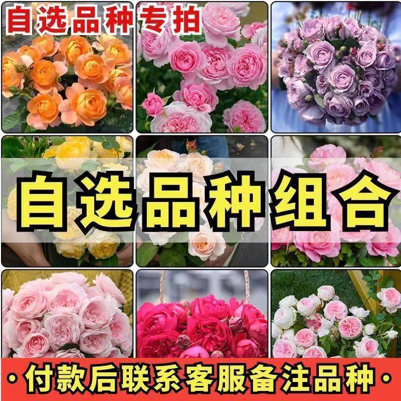 正宗月季花苗老桩大花盆栽浓香型月季花南北都适宜耐寒