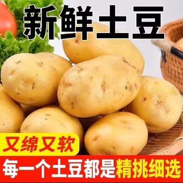 新鲜黄皮黄心土豆超市电商工厂土豆大土豆沃土麦肯希森