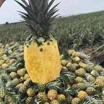 西双版纳本地菠萝大量上市，产地直销，欢迎对接