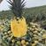 西双版纳本地菠萝大量上市，产地直销，欢迎对接