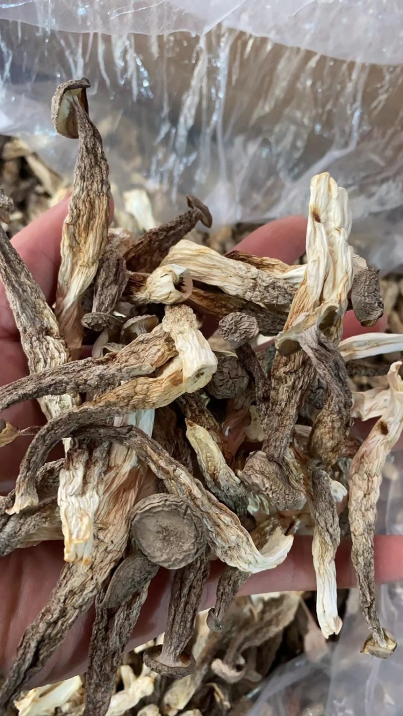 鹿茸菇中直条鹿茸菇鹿茸菇干品牌推广产地直发