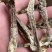 鹿茸菇中直条鹿茸菇鹿茸菇干品牌推广产地直发