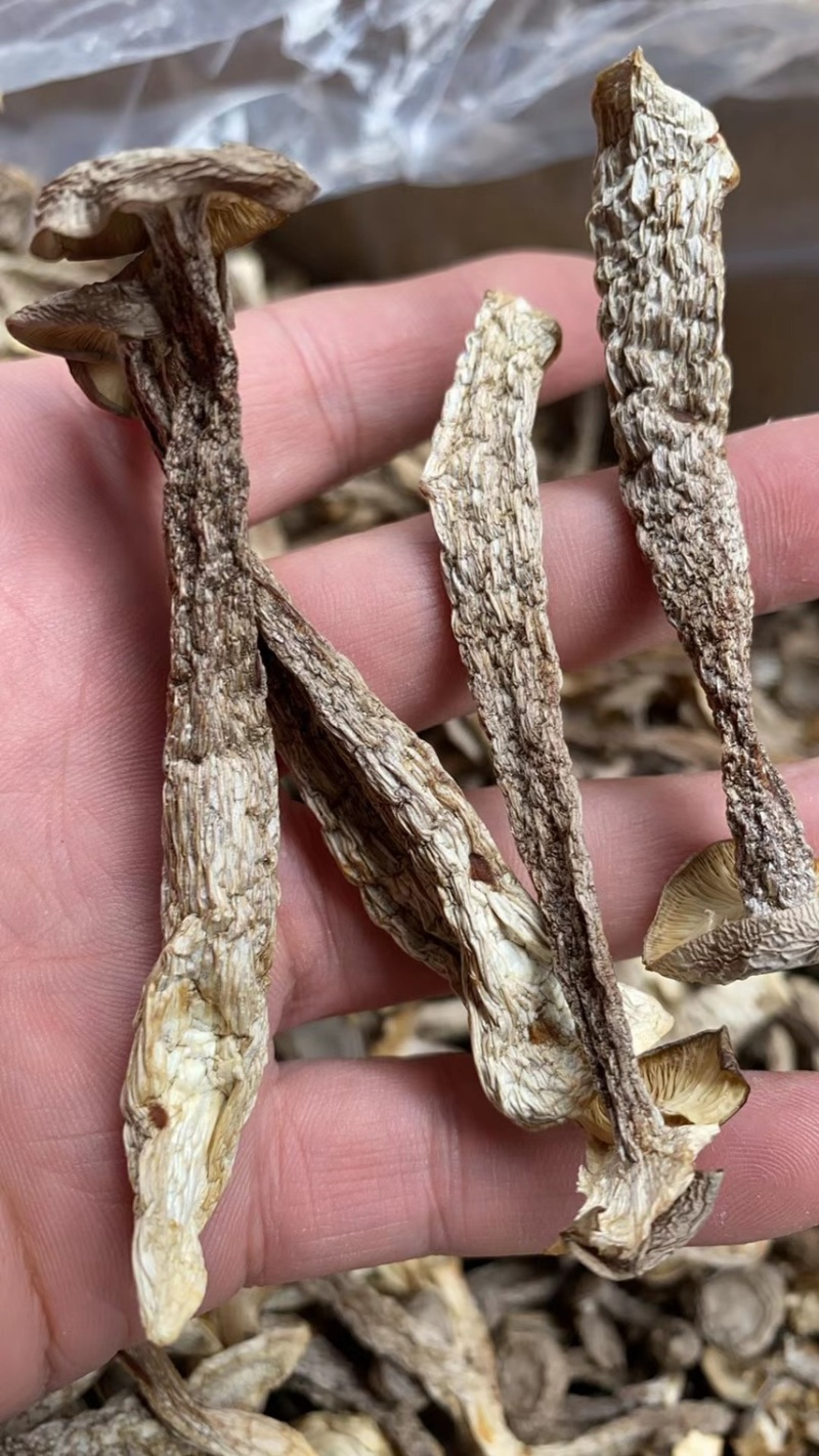 鹿茸菇中直条鹿茸菇鹿茸菇干品牌推广产地直发
