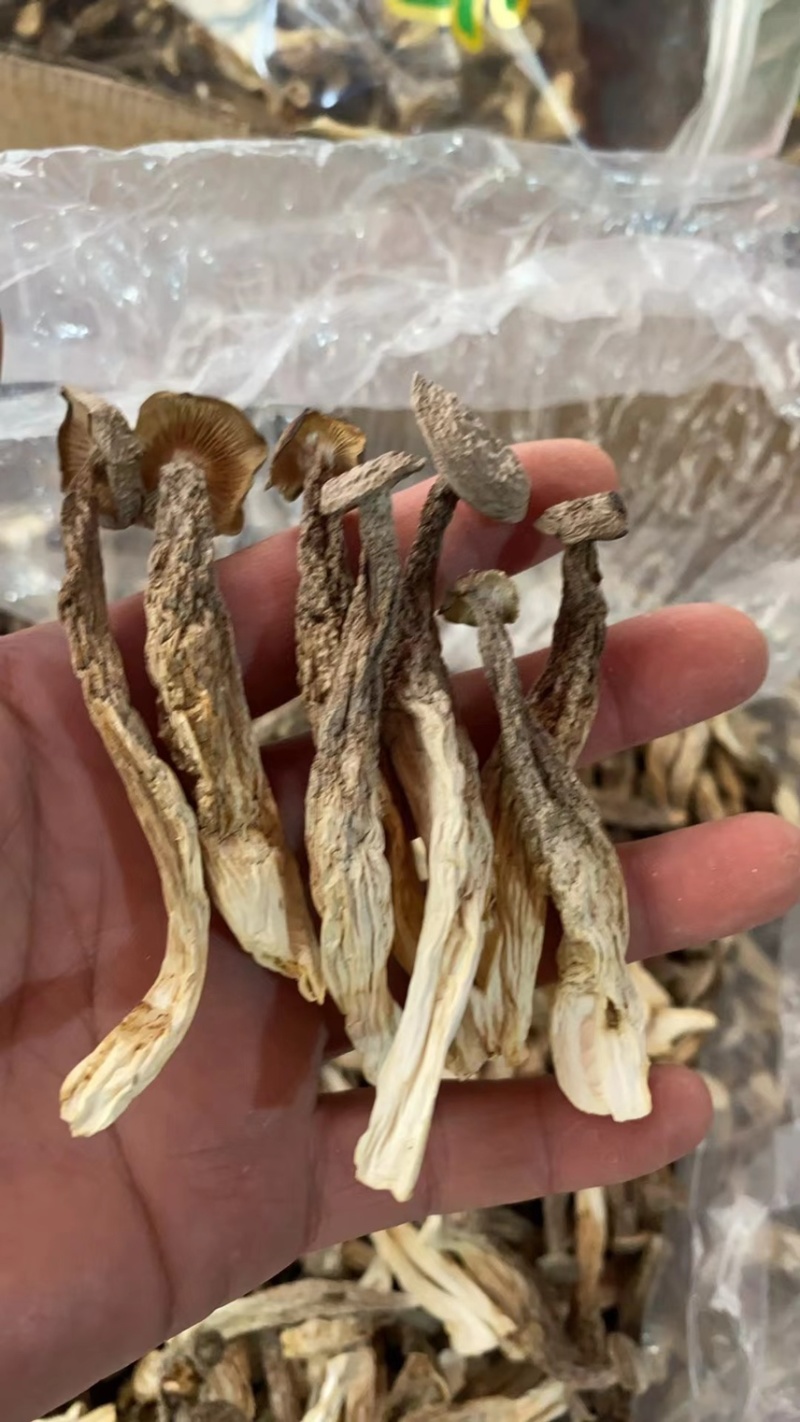 鹿茸菇中直条鹿茸菇鹿茸菇干品牌推广产地直发