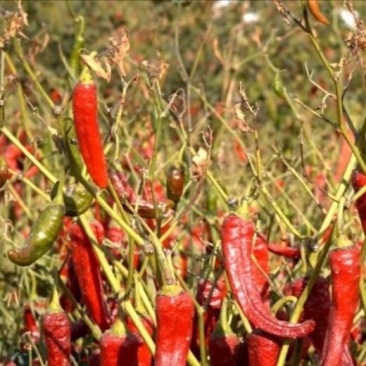新疆二荆条干辣椒，大量供应质量保证，大量批发供应全国