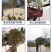 原生桂花树苗高杆黄金桂丹桂花苗庭院别墅地栽盆栽植物耐寒四季桂