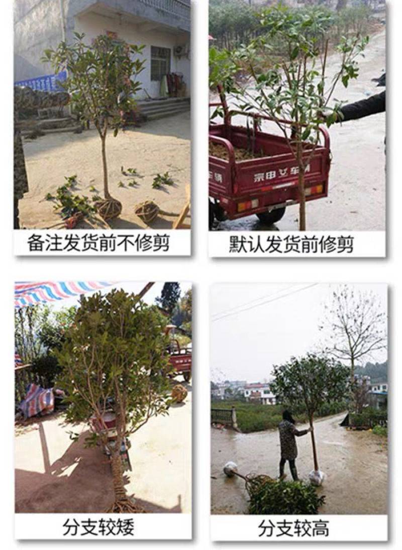 原生桂花树苗高杆黄金桂丹桂花苗庭院别墅地栽盆栽植物耐寒四季桂